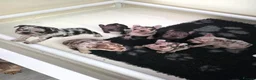 French Bulldog dogs for sale: 💥 Velvet Coats and New Shade french Bulldogs 💥 - Advert 1