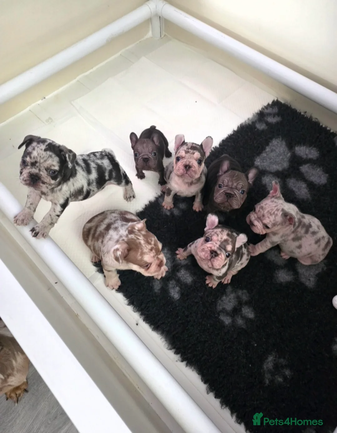 French Bulldog dogs for sale: 💥 Velvet Coats and New Shade french Bulldogs 💥 - Advert 1