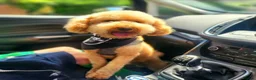 Shihpoo dogs for sale: ✨ F1B Shihpoo Puppies Looking for Forever Families - Advert 29