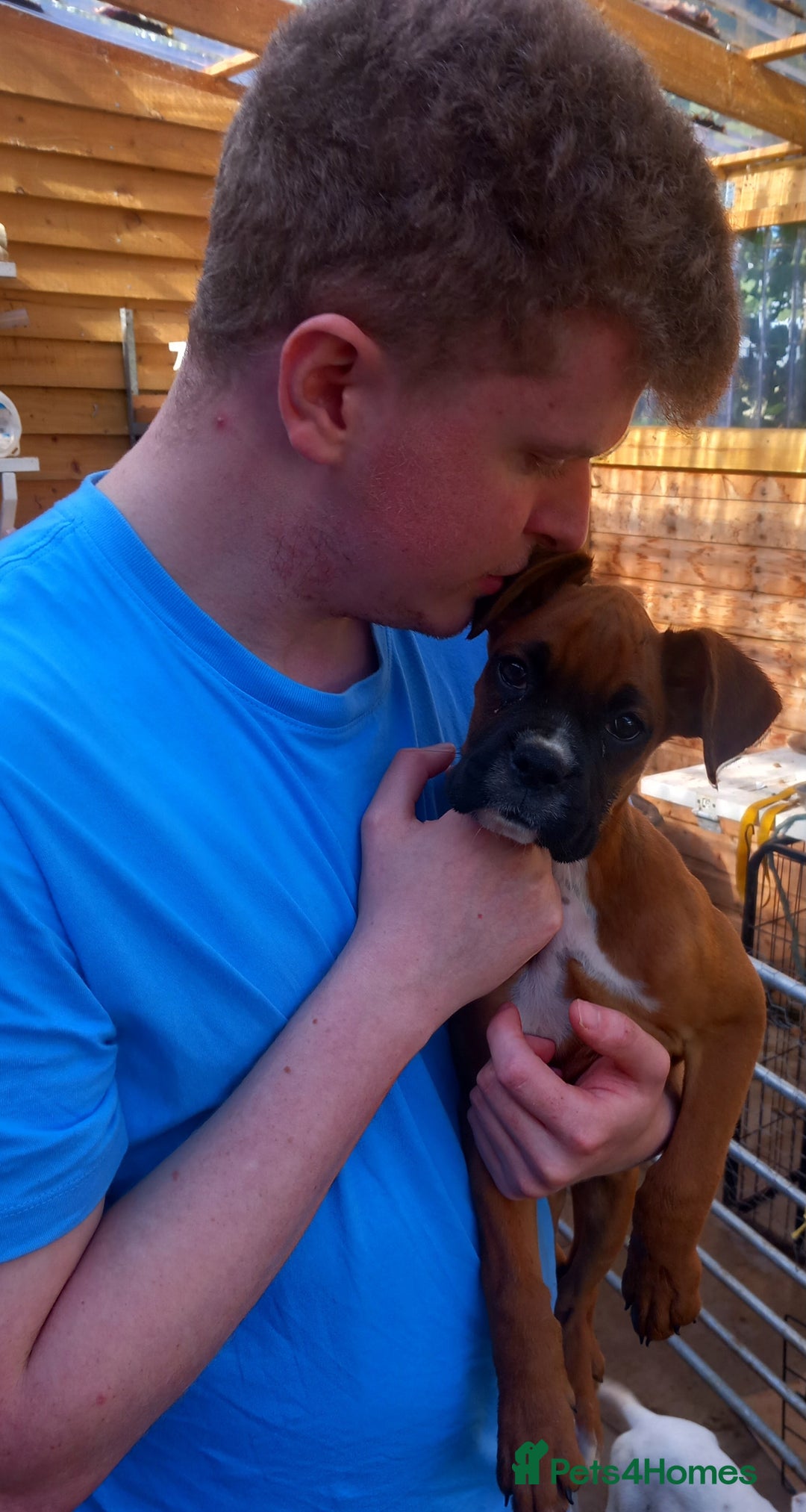 Boxer dogs for sale: 2 Left!!  - Image 2