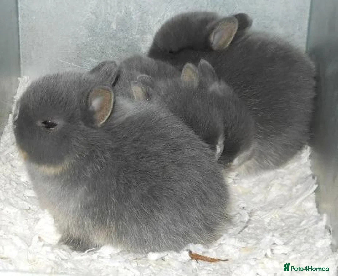Netherland Dwarf rabbits for sale: netherland dwarfs - Advert 2