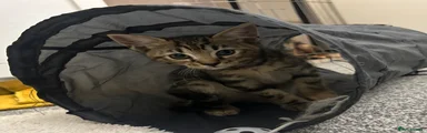 Mixed Breed Kitten 2