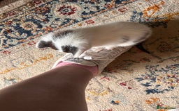 Mixed Breed cats for sale: Gorgeous playful kittens - Image 4