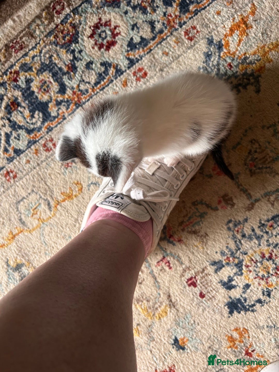 Mixed Breed cats for sale: Gorgeous playful kittens - Image 4