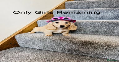 Miniature Dachshund dogs - Advert 13