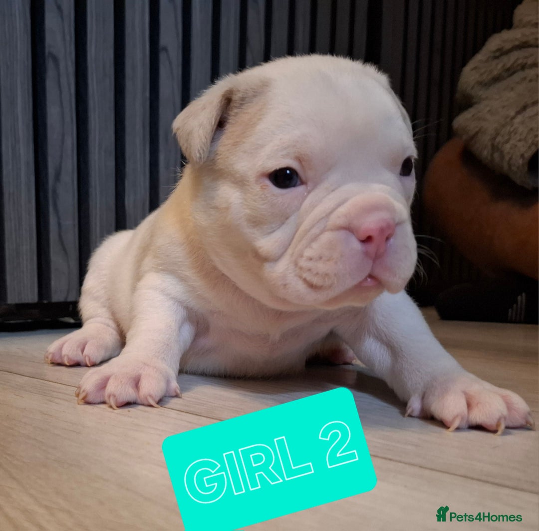 American Bully dogs for sale: AMERICAN BULLY PUPPIES 🐶  - Advert 6