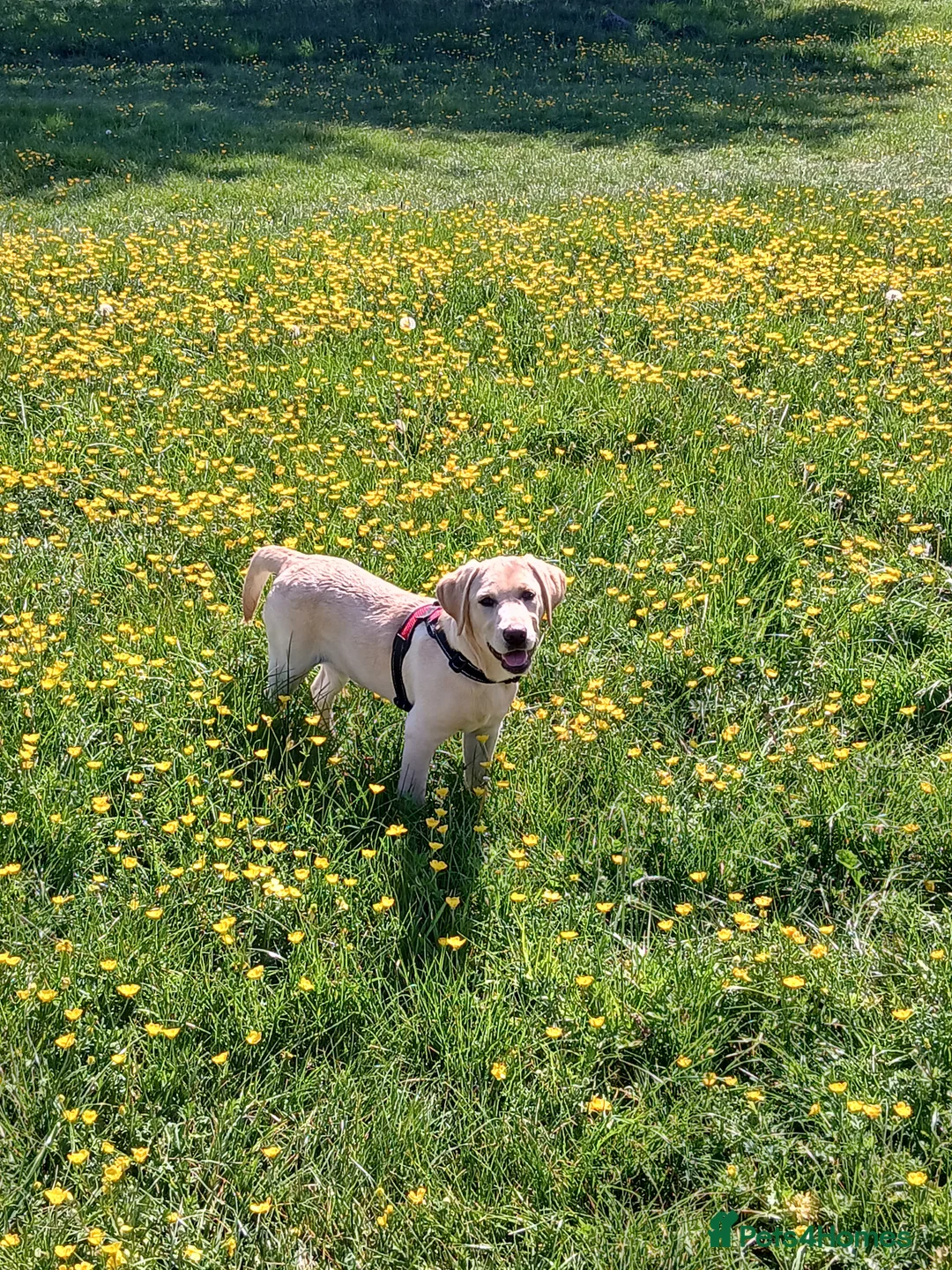 Labrador Retriever dogs for sale: Mr David Shrimpton  in High Wycombe - Advert 2