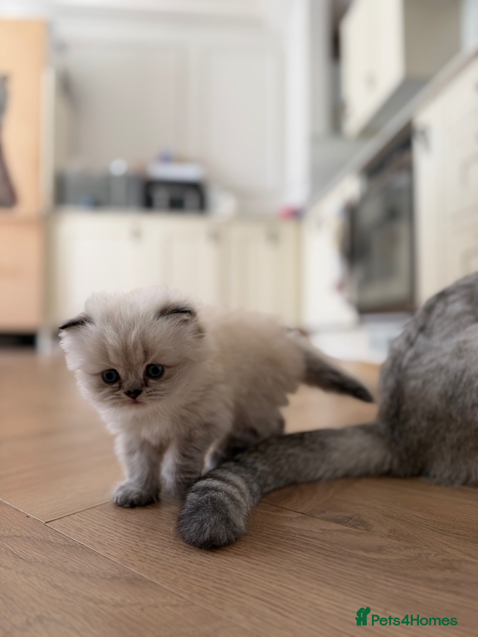 British Longhair cats Outstanding Scottish Longhair kitten  - Advert 2
