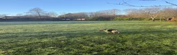 French Bulldog dogs for stud: Stud only  in Feltham - Advert 6