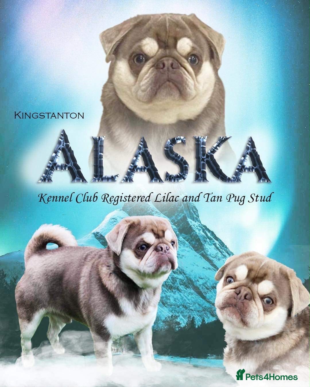 Pug dogs 🐾 PEGGY × ALASKA — A TRULY UNIQUE PUG LITTER 🐾  - Advert 2