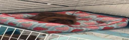 Guinea Pig rodents for sale: Two beautiful Rosette Boys Junior and Sol  - Advert 2