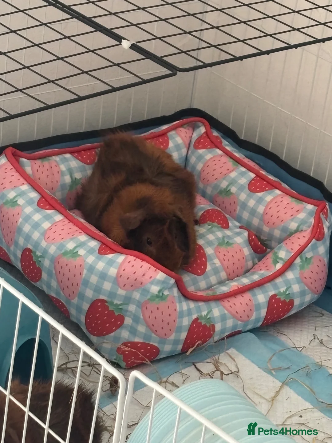 Guinea Pig rodents for sale: Two beautiful Rosette Boys Junior and Sol  - Advert 2