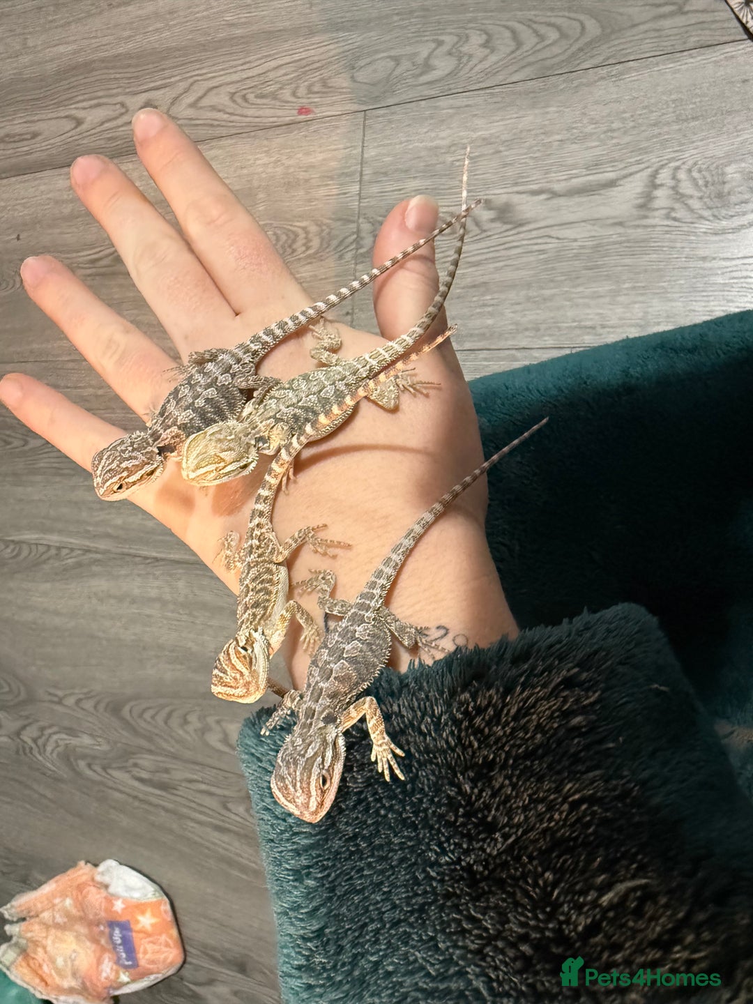 Bearded Dragon reptiles for sale: Bearded Dragon Babies - Advert 11