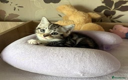 British Shorthair cats for sale: Silver tabby BSH cross - Image 3