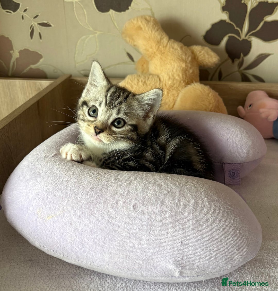 British Shorthair cats for sale: Silver tabby BSH cross - Image 3
