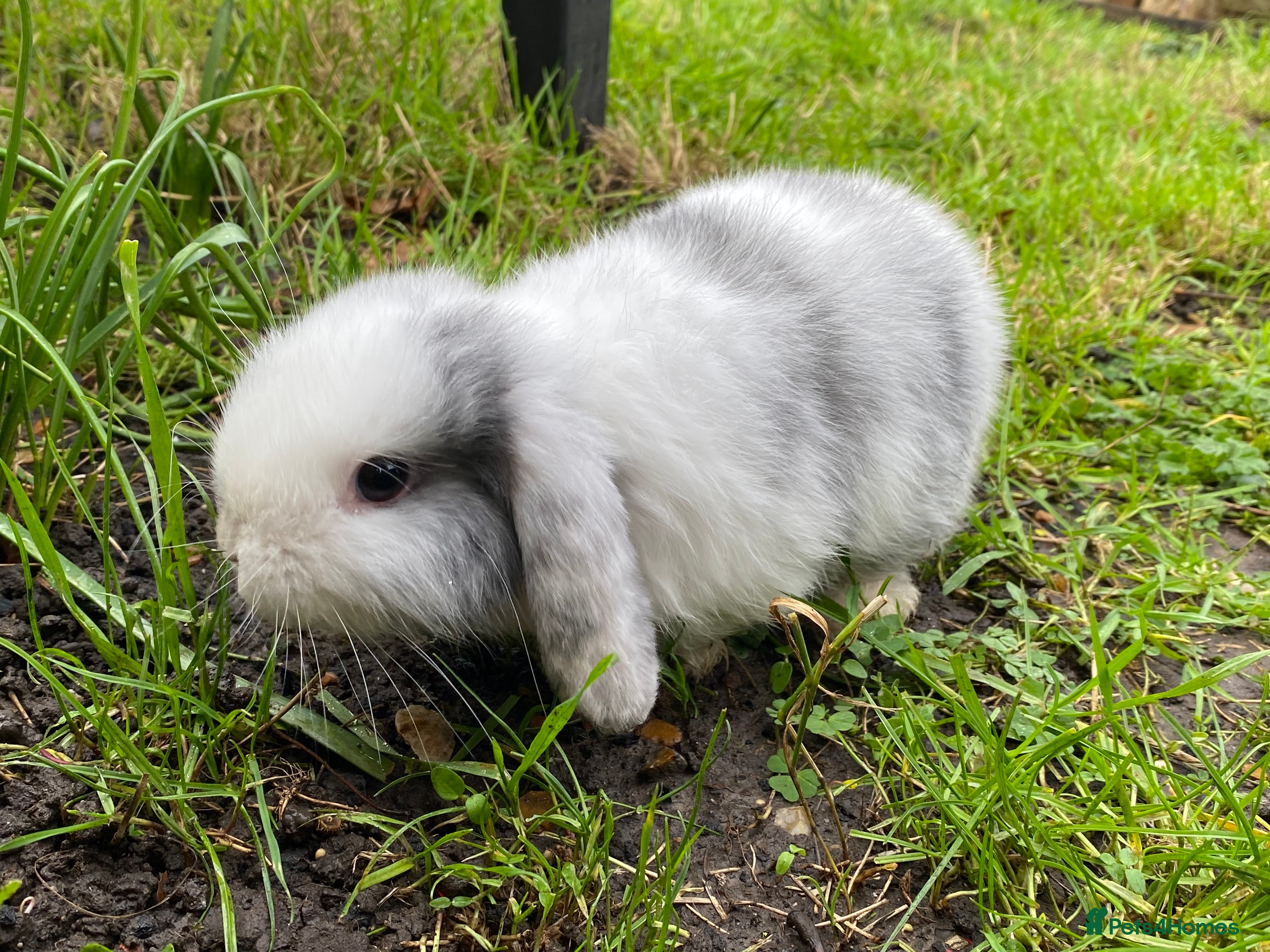 Mini Lion Lop rabbits Mini lops for sale - Advert 1