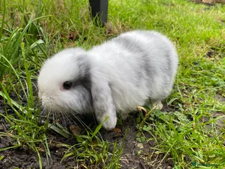 Mini Lion Lop rabbits Mini lops for sale - Advert 1