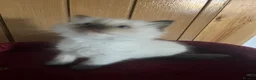 Ragdoll cats for sale: Gorgeous Tica ragdoll kittens  - Advert 31