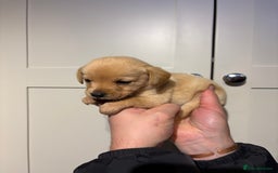 Springador dogs for sale: Labrador/Springador cross pups - Advert 28