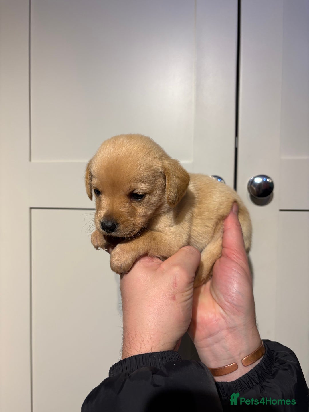 Springador dogs for sale: Labrador/Springador cross pups - Advert 28