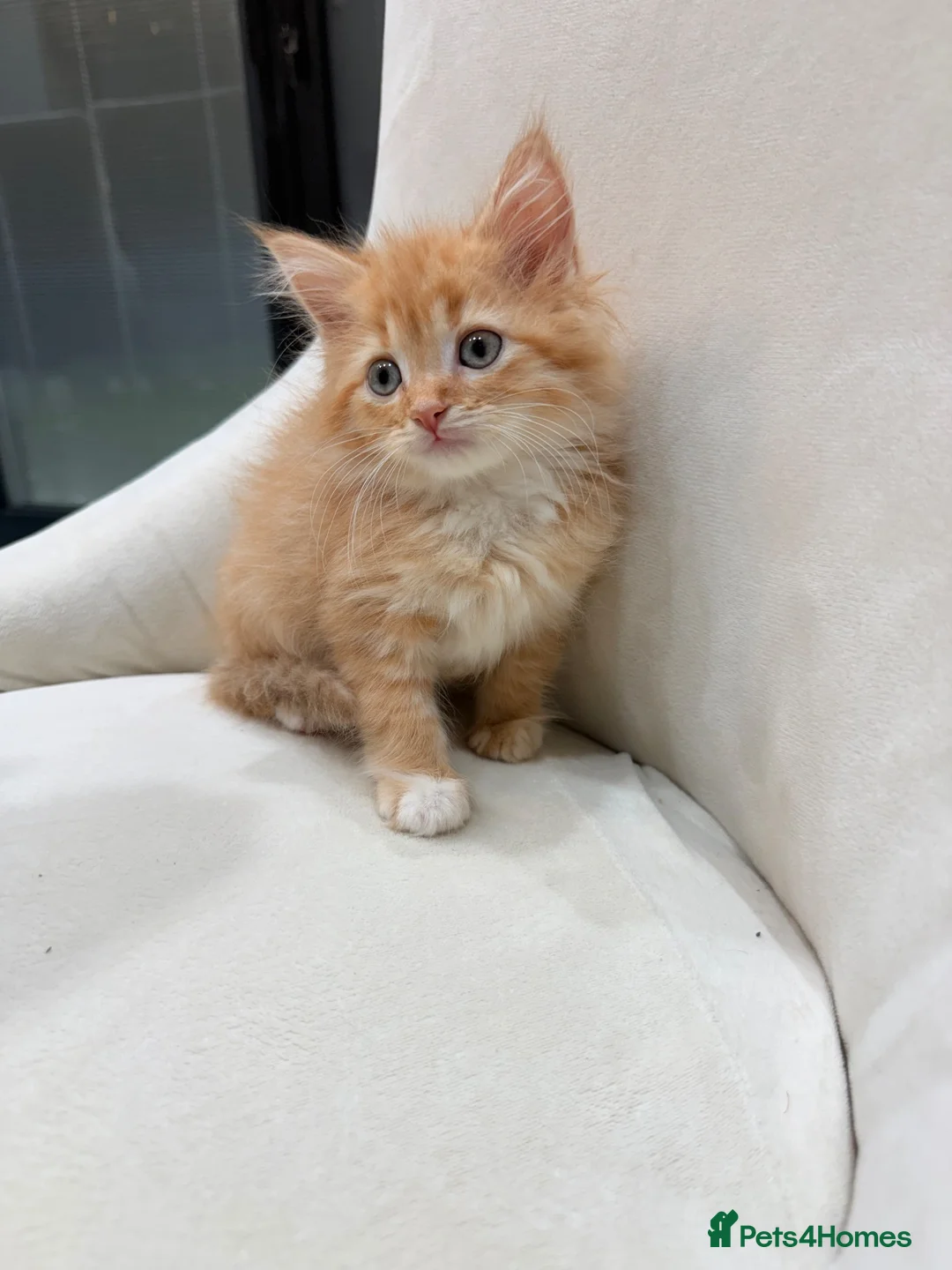 Maine Coon cats for sale: 🧡fluffy Ginger Maine Coon ready for a loving home - Advert 11