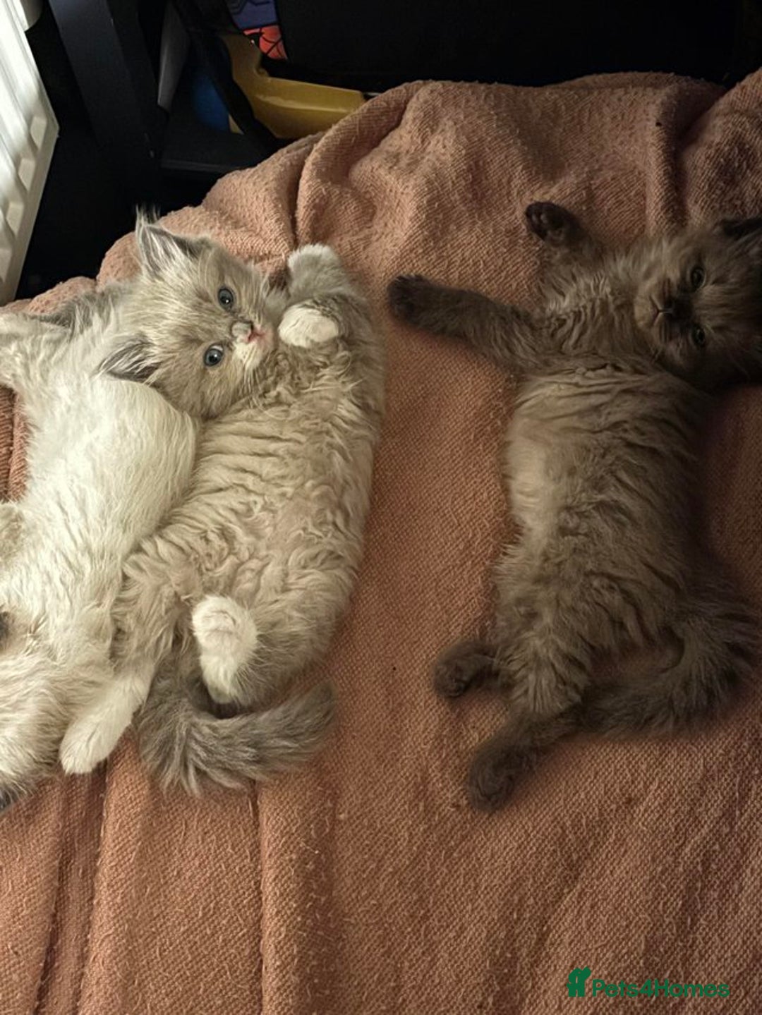 Ragdoll cats for sale: Mink Ragdoll kitten boys and girls - Image 1