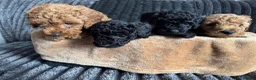 Toy Poodle dogs for sale: 4 beautiful toy poodle puppies  in Burton-on-Trent - Advert 2