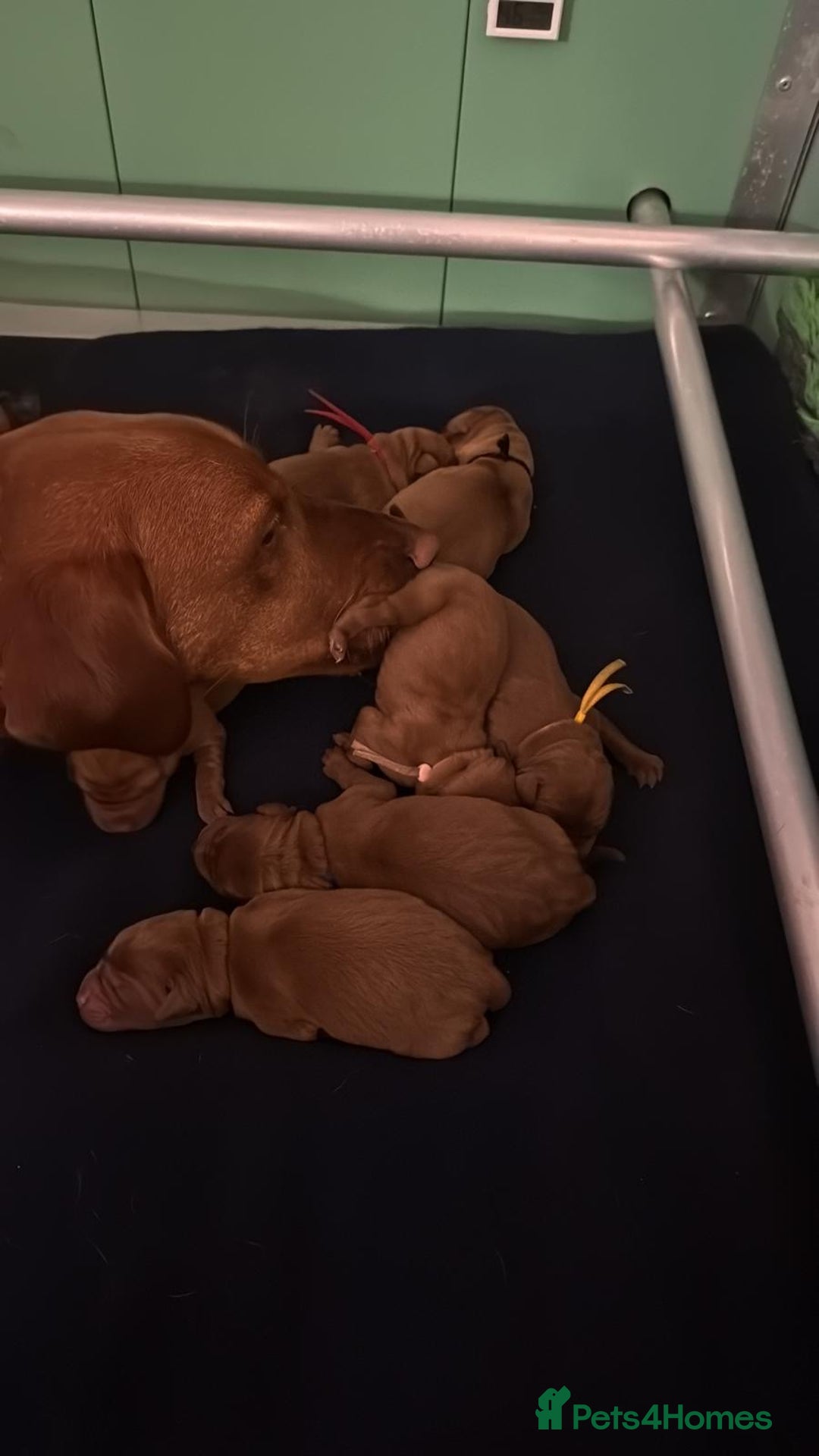 Labrador Retriever dogs for sale: Just a beautiful litter - Advert 1