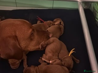 Labrador Retriever dogs Just a beautiful litter - Advert 5