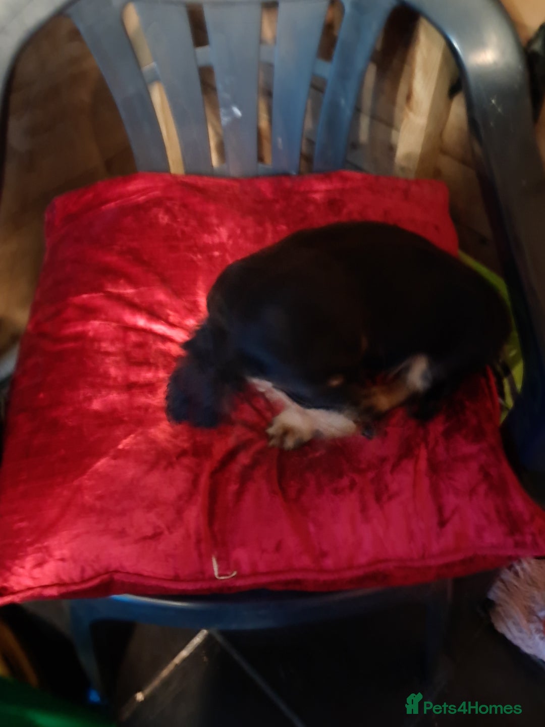 Miniature Dachshund dogs for sale: minature long haired daschund  - Image 14