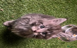 Maine Coon cats for sale: Maine coon kittens  - Image 36