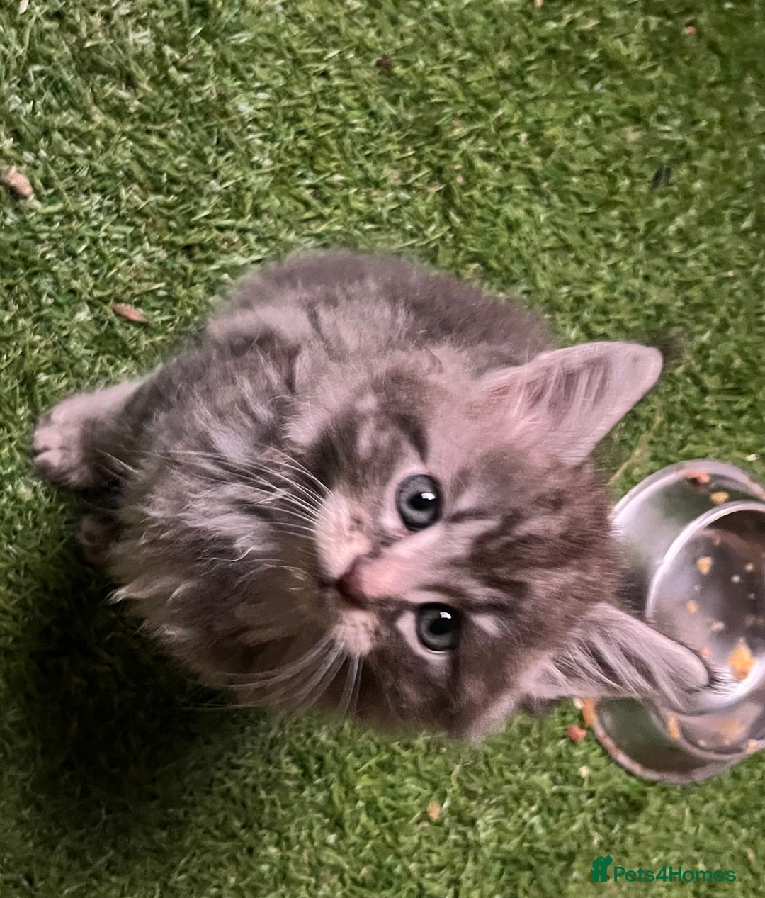 Maine Coon cats for sale: Maine coon kittens  - Image 36
