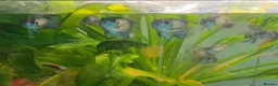 Cichlids fish for sale: Electric blue acaras!! in London - Advert 1