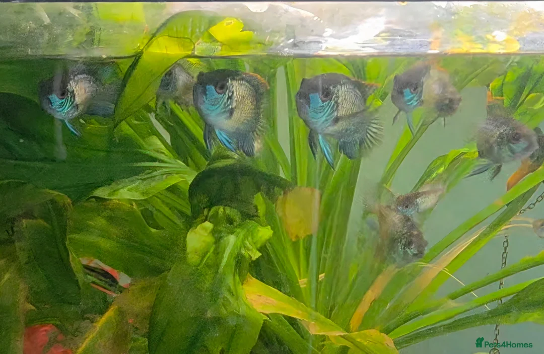 Cichlids fish for sale: Electric blue acaras!! in London - Advert 1