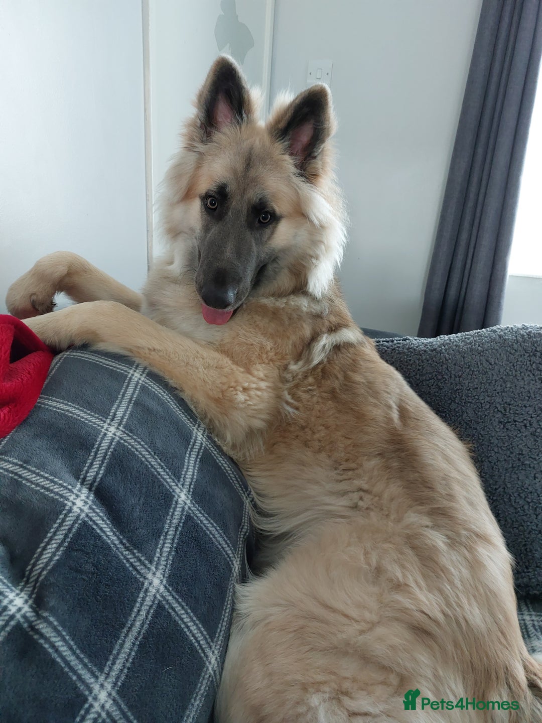 German Shepherd dogs for sale: Zeus German shepherd was  4 years old in July  - Image 8