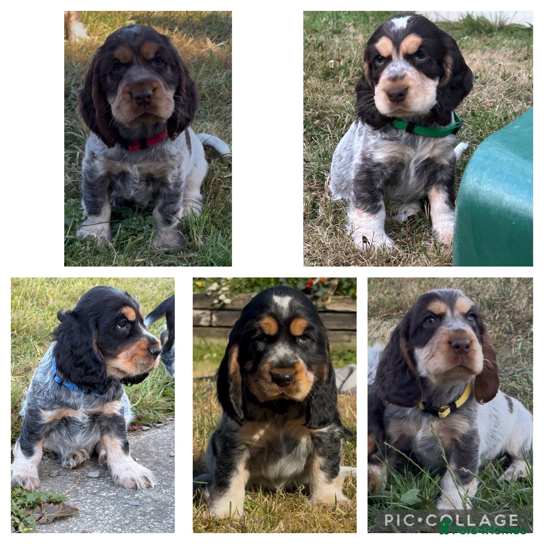 Cocker Spaniel dogs KC Registered Show type Cocker Spaniel DNA Tested - Advert 1