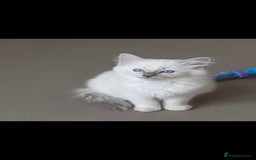 Ragdoll cats for sale: Beautiful blue ragdoll kittens - Image 5