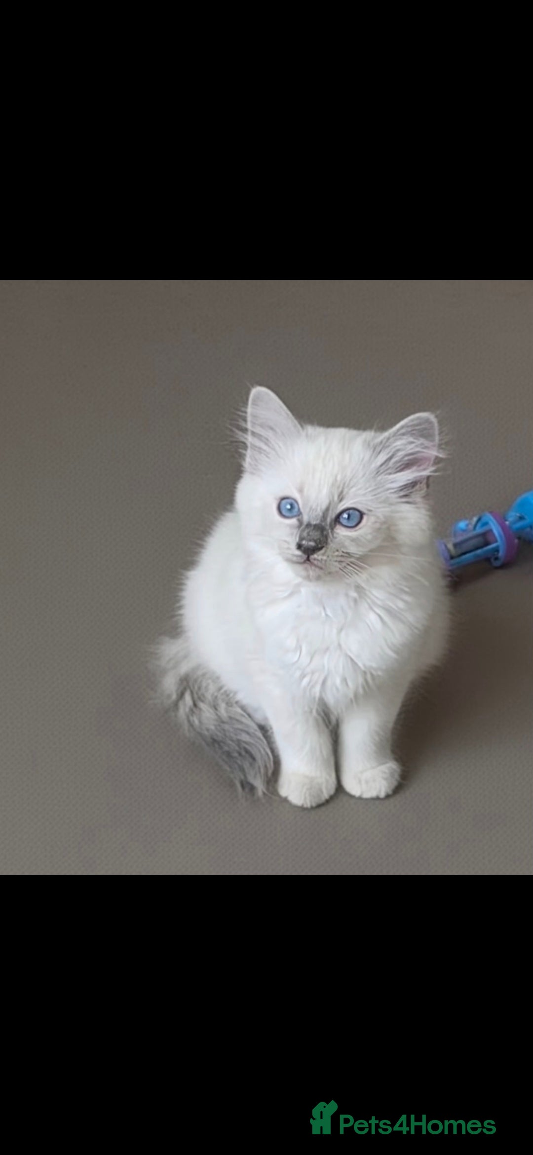 Ragdoll cats for sale: Beautiful blue ragdoll kittens - Image 5
