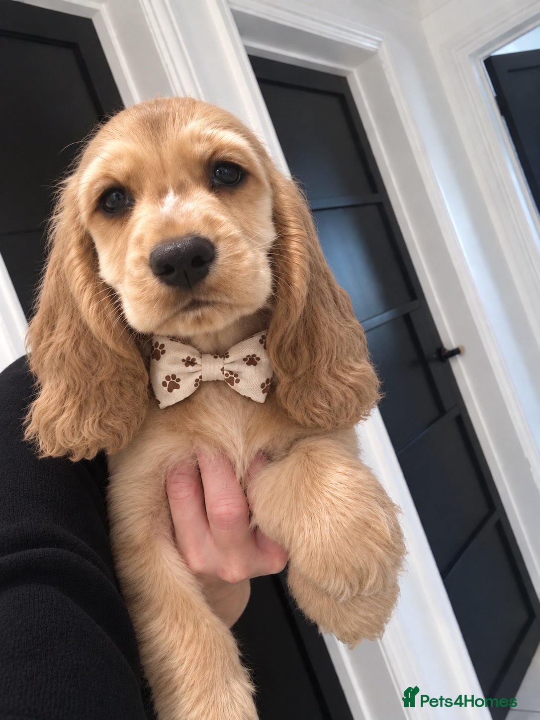 Cocker Spaniel dogs Kennel Club Registered Show Type Cocker puppies - Advert 14