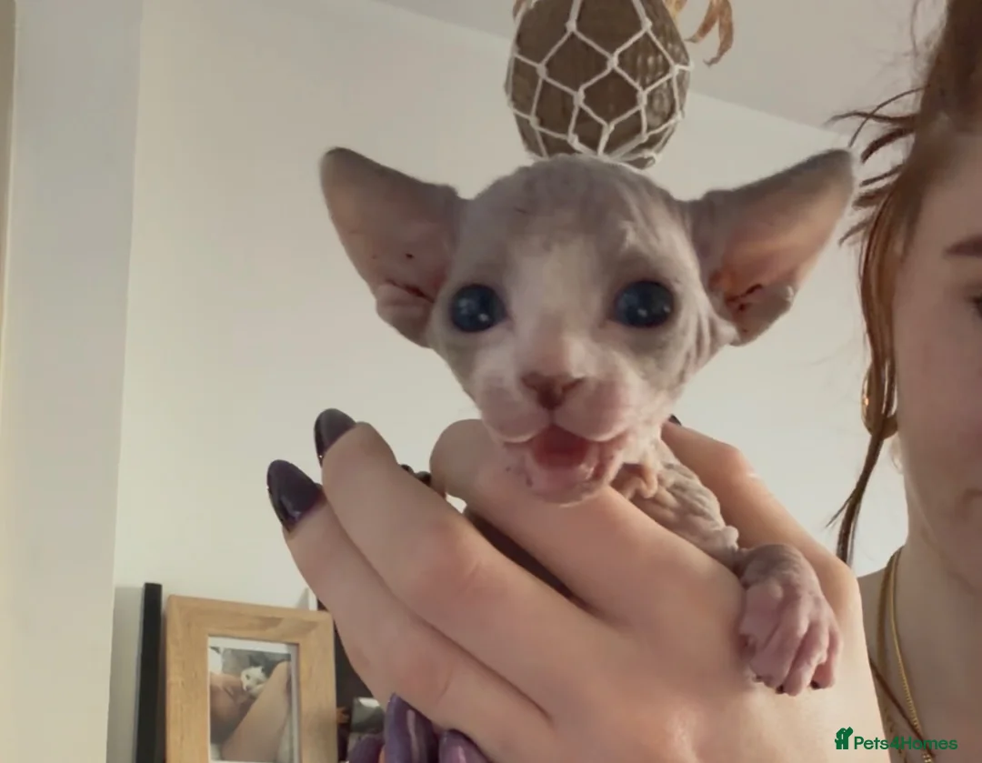 Sphynx cats for sale: Stunning blue sphinx kittens  - Advert 18