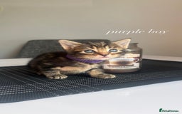 Mixed Breed cats for sale: beautiful, fluffy, tabby litter of 6 kittens - Image 2
