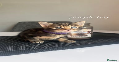 Mixed Breed cats - Advert 15