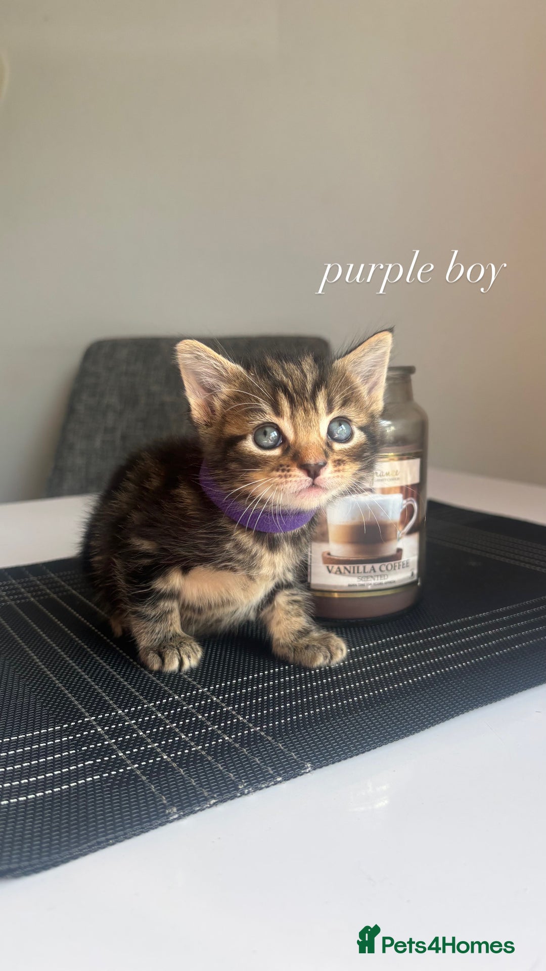 Mixed Breed cats for sale: beautiful, fluffy, tabby litter of 6 kittens - Image 2