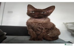 Devon Rex cats for sale: Devon rex girl  - Image 3