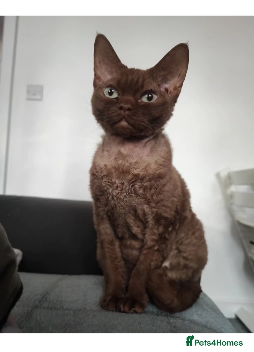 Devon Rex cats for sale: Devon rex girl  - Image 3