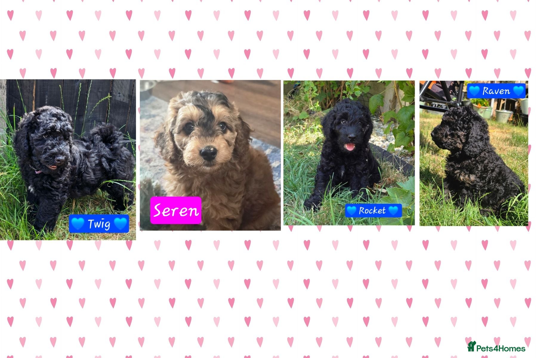 Cockapoo dogs Health Tested F1b Cockapoo Puppies - Advert 1