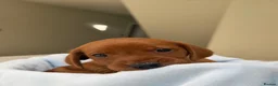 Labrador Retriever dogs for sale: Dark Fox Red Labrador Puppies – Exceptional Lines - Advert 28