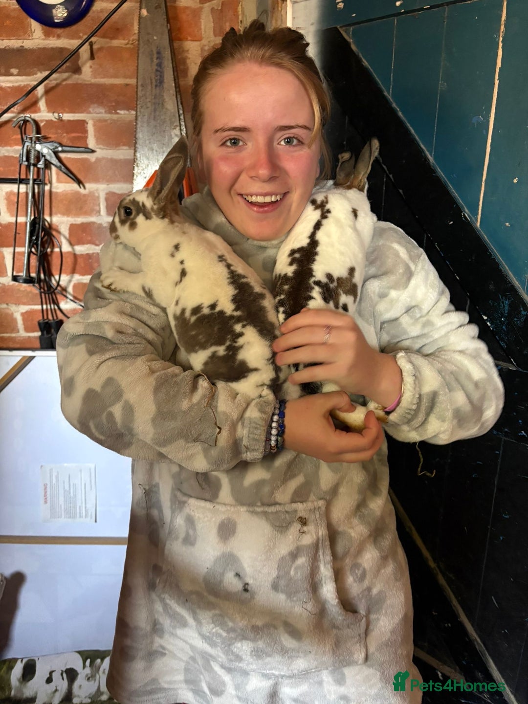 Rex rabbits for sale: 2 x handsome boys & full hutch/equipment  - Advert 6