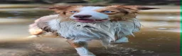 Border Collie dogs for stud: Stunning Blue Eyed Red Merle BorderCollie for Stud - Advert 5