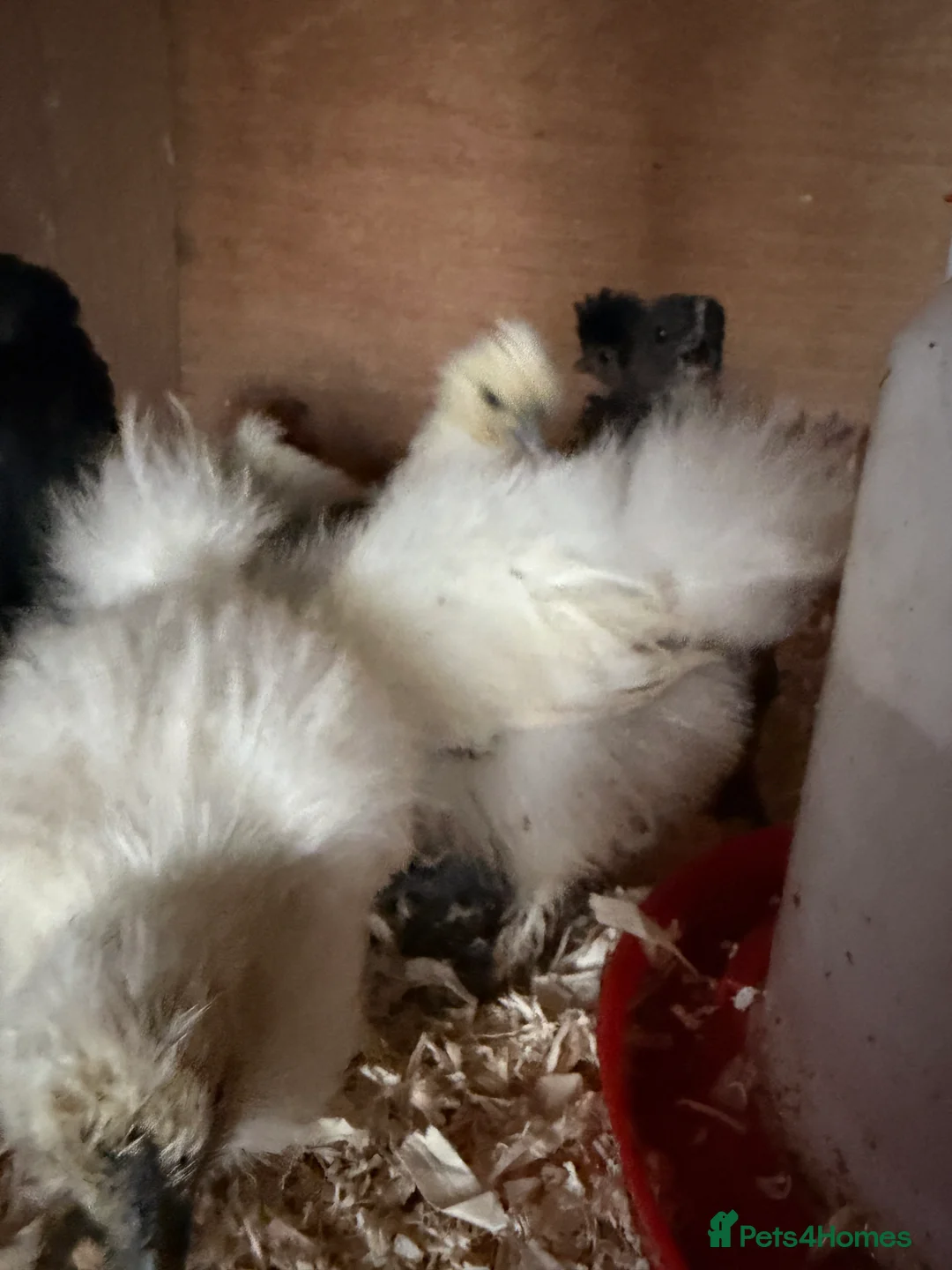 Chickens poultry for sale: Silkie chicks  - Advert 2